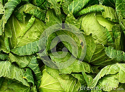 Texture of chinese cabbages Stock Photo
