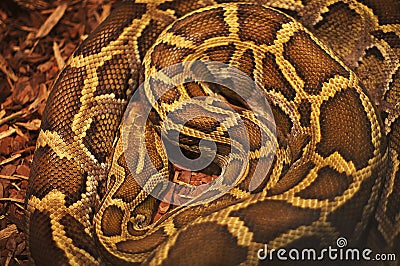 Texture close-up image of a deadly anaconda snake Stock Photo