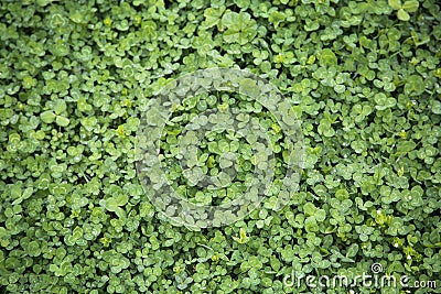 Texture of clover leaves Stock Photo