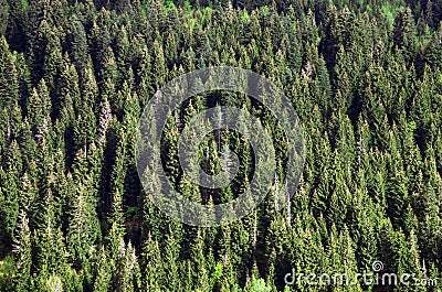 Texture of coniferous forest on a mountainside. Stock Photo