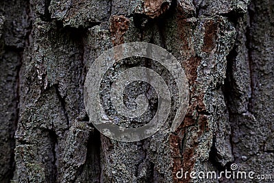 Texture convex oak bark, forest tree background, nature screensaver Stock Photo