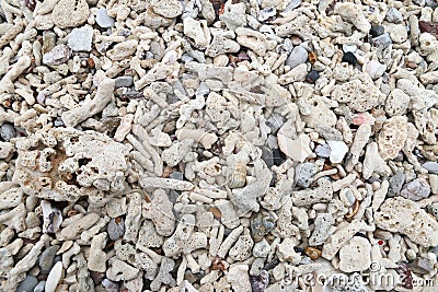 Texture Coral fragments on the beaches background and texture Stock Photo