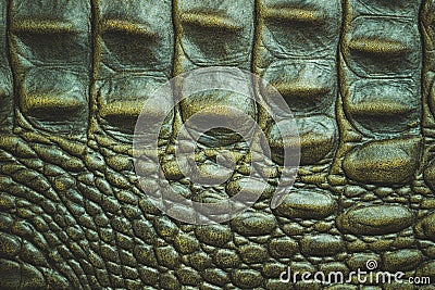 Texture of Crocodile leather skin. Stock Photo