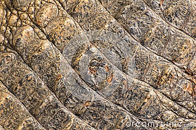 Texture crocodile skin Stock Photo