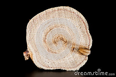 Texture of cross section juniper wood. Pattern of tree stump background. Circles slice of juniper. Stock Photo