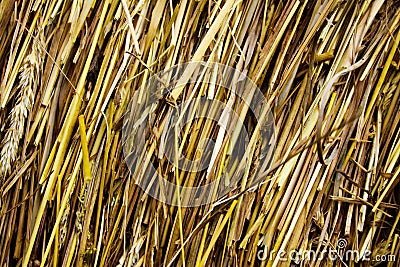 Texture of culm straw Stock Photo