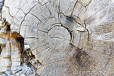 Texture of Decayed Tree Rings Stock Photo