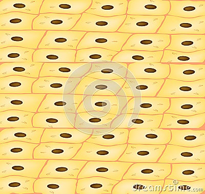 The texture of the dermis. Background epidermis. Cytology histological structure of the skin. Background of the Vector Illustration