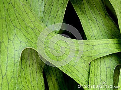 Texture on leaves of Elkhorn Fern , Platycerium coronarium Stock Photo