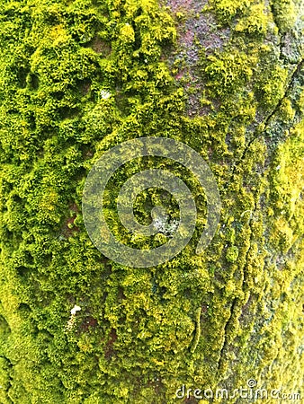 Texture detail of mossy tree Stock Photo