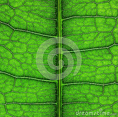 Texture detail and pattern of a green leaf Stock Photo