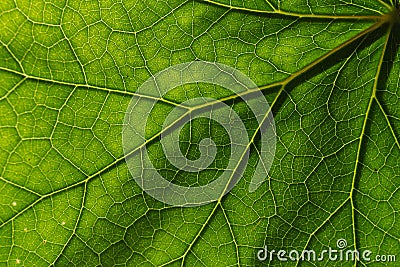 texture detail and pattern of a plant leaf fig veins are the similar structure to an inverted tree Stock Photo