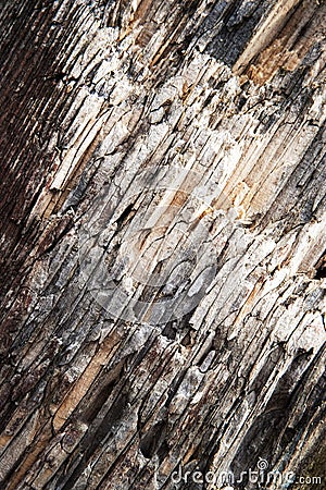 Texture detail of a shattered old wood Stock Photo