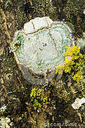 texture detail of a tree Stock Photo