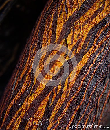 Texture details and asymmetrical pattern of a tree root. Stock Photo