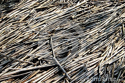 Texture of dried cane Stock Photo