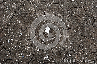 Texture of a dry and cracked gray river bed with fossil shells Stock Photo
