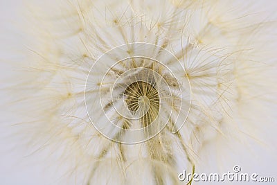 Texture of dry dandelion isolated Stock Photo