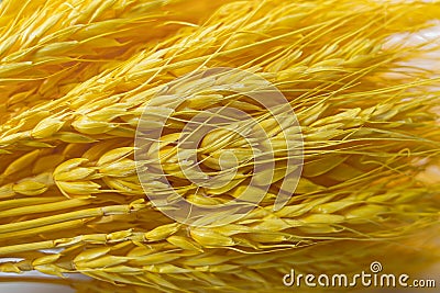 Texture of an ear of dyed yellow wheat Stock Photo