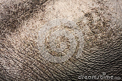 Texture: Elephant Hide Stock Photo