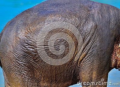 Texture of elephant skin use for background Stock Photo