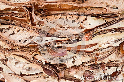 Texture embossed peeling natural carved wood palm bark brown tropical southern exotic jungle solid strong stripes background Stock Photo