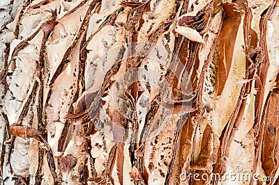 Texture embossed peeling natural carved wood palm bark brown tropical southern exotic jungle solid strong stripes background Stock Photo