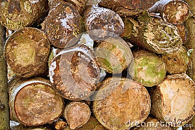 Texture of the ends of logs piled in a heap Stock Photo