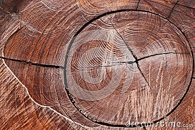 Texture of a face of a tree trunk Stock Photo