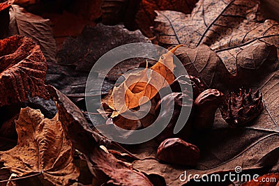 Texture fallen leaves Stock Photo