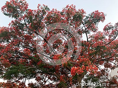 Texture of a fiery tree with red beautiful natural leaves with flower petals, branches of a tropical exotic plant in Egypt against Stock Photo