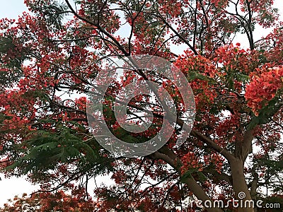 Texture of a fiery tree with red beautiful natural leaves with flower petals, a tropical exotic plant in Egypt against a blue sky Stock Photo