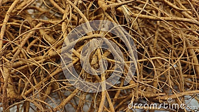 texture of fresh ginseng root Stock Photo