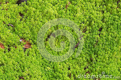 Texture of fresh green Peat moss, Sphagnum Moss growing in the f Stock Photo