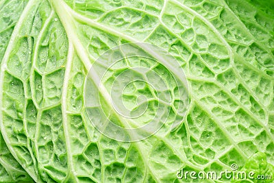 Texture of fresh green savoy cabbage leaf closeup Stock Photo