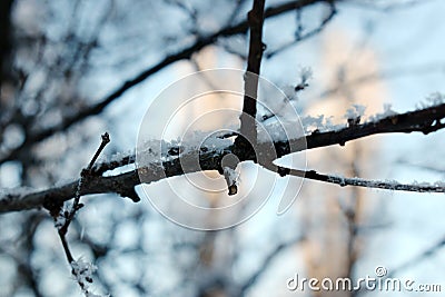 Texture of frost close up - black tree branches and white snow, winter lace fros Stock Photo