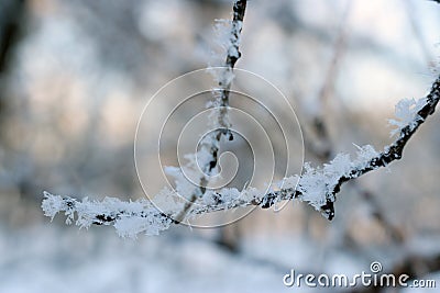 Texture of frost close up - black tree branches and white snow, winter lace fros Stock Photo