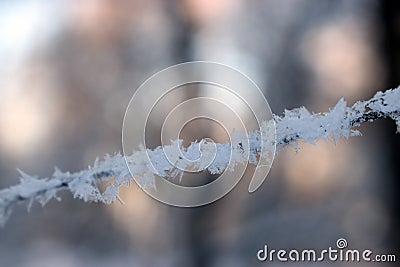 Texture of frost close up - black tree branches and white snow, winter lace fros Stock Photo