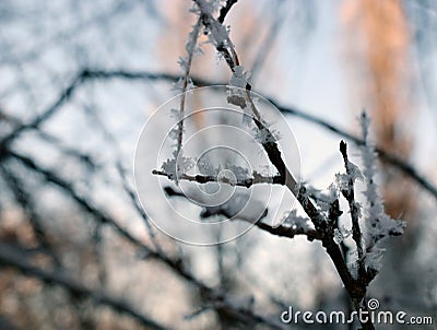 Texture of frost close up - black tree branches and white snow, winter lace fros Stock Photo