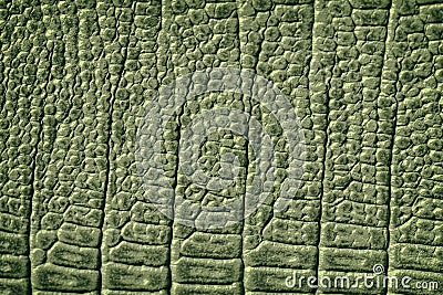 Texture of genuine leather close-up, embossed under the skin crocodile, green color print, trendy background. Stock Photo