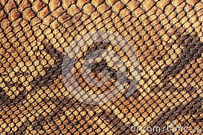 Texture of genuine matte rough leather close-up, embossed under the skin of scaly brown reptile. For modern pattern Stock Photo
