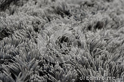 The texture of the grass covered Stock Photo