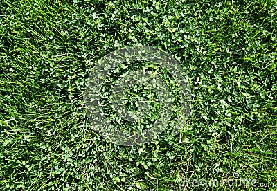 Texture: grass and small clover. Stock Photo