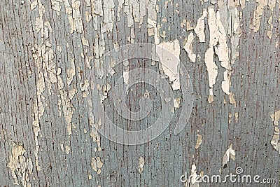 Texture of gray old wooden wall with cracking white paint Stock Photo