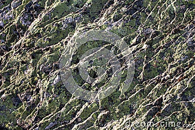 Texture of gray stone with a diagonal relief with a green lichen growing on it Stock Photo