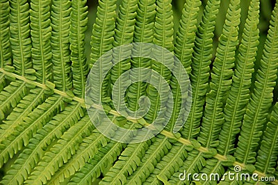 Texture of green fern leaf close-up Stock Photo