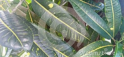 Texture green foliage with abstrak yellow Stock Photo