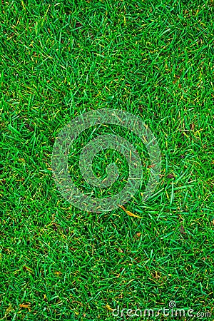 Texture of green grass on the whole frame Stock Photo