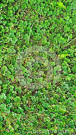 Texture of green lawn grass and clover Stock Photo