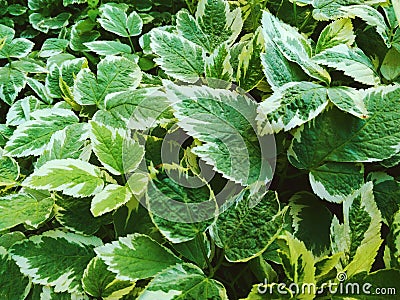 Texture of green leaves Stock Photo